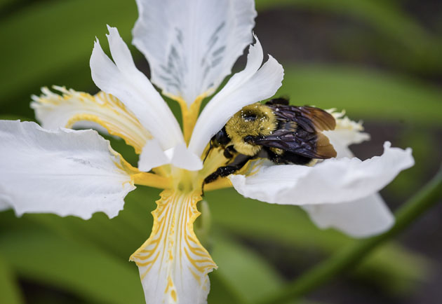 June is abuzz with pollinators!