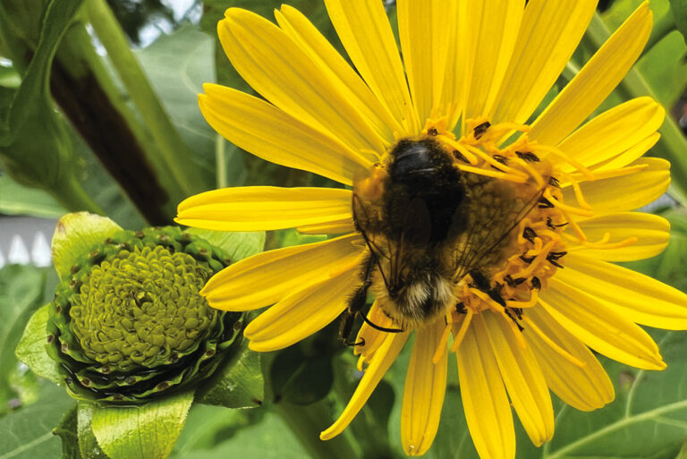 Fall Back in Love with Your Garden!